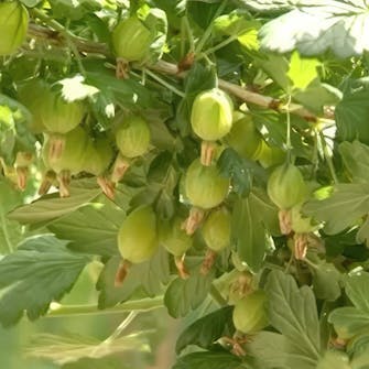 stikkelsbær gjødsel stikkelsbær gjødsel